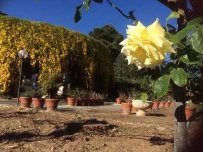 Una rosa gialla sullo sfondo di bignonia